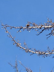 Fremontodendron californicum