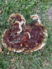 Ganoderma sessile