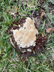 Ganoderma sessile