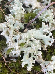 Cladonia caroliniana