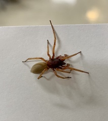 Dysdera