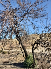 Fremontodendron californicum