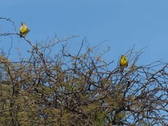 Gubernatrix cristata