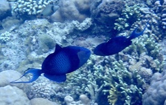 Odonus niger
