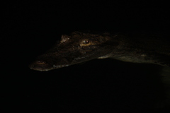 Crocodylus moreletii