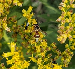 Euodynerus annulatus