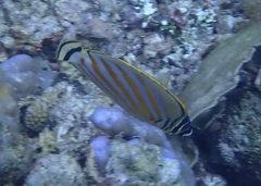 Chaetodon ornatissimus