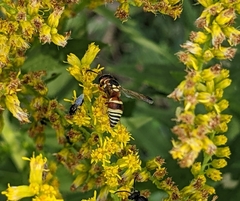 Euodynerus annulatus