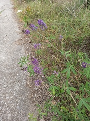 Medicago sativa