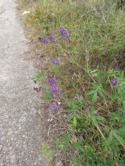 Medicago sativa