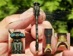 Arigomphus villosipes