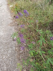 Medicago sativa