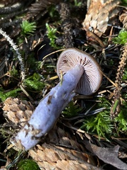 Cortinarius seidliae