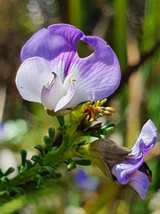 Psoralea aculeata