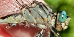 Arigomphus villosipes