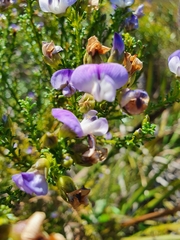 Psoralea aculeata