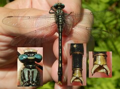 Arigomphus villosipes