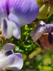 Psoralea aculeata