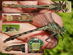 Arigomphus villosipes