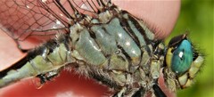 Arigomphus villosipes