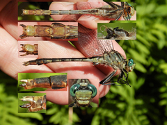 Arigomphus villosipes