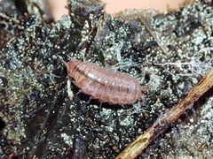 Trichoniscus pusillus