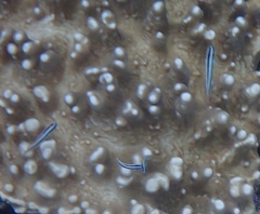 Thalassoma amblycephalus