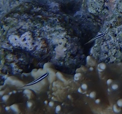 Thalassoma amblycephalus