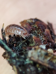 Trichoniscus pusillus