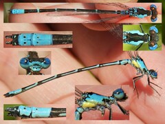 Chromagrion conditum