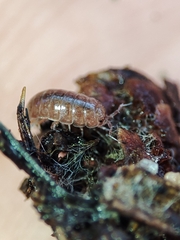 Trichoniscus pusillus