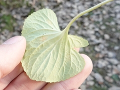 Puccinia violae