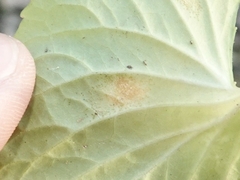 Puccinia violae