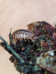 Trichoniscus pusillus