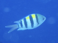 Abudefduf vaigiensis