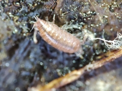 Trichoniscus pusillus