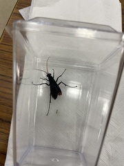 Aculeata