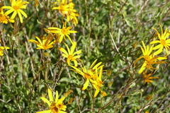 Euryops dregeanus