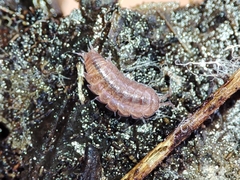 Trichoniscus pusillus