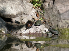 Kinosternon integrum