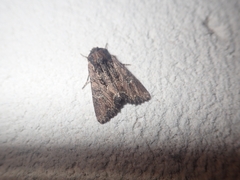 Mniotype occidentalis