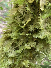 Homaliodendron flabellatum