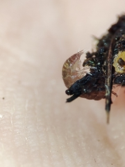 Trichoniscus pusillus