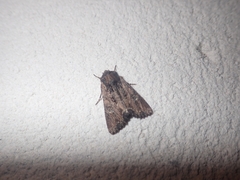 Mniotype occidentalis