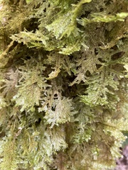 Homaliodendron flabellatum