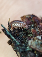 Trichoniscus pusillus
