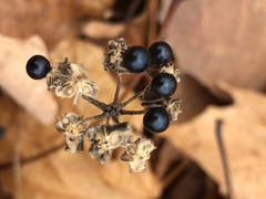 Allium tricoccum