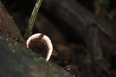 Nigroporus vinosus