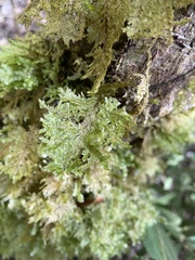 Homaliodendron flabellatum