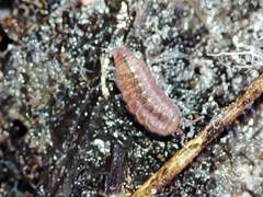 Trichoniscus pusillus